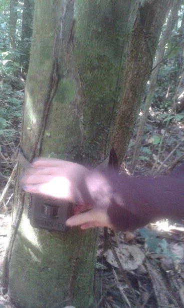 Peru Amazon camera trap