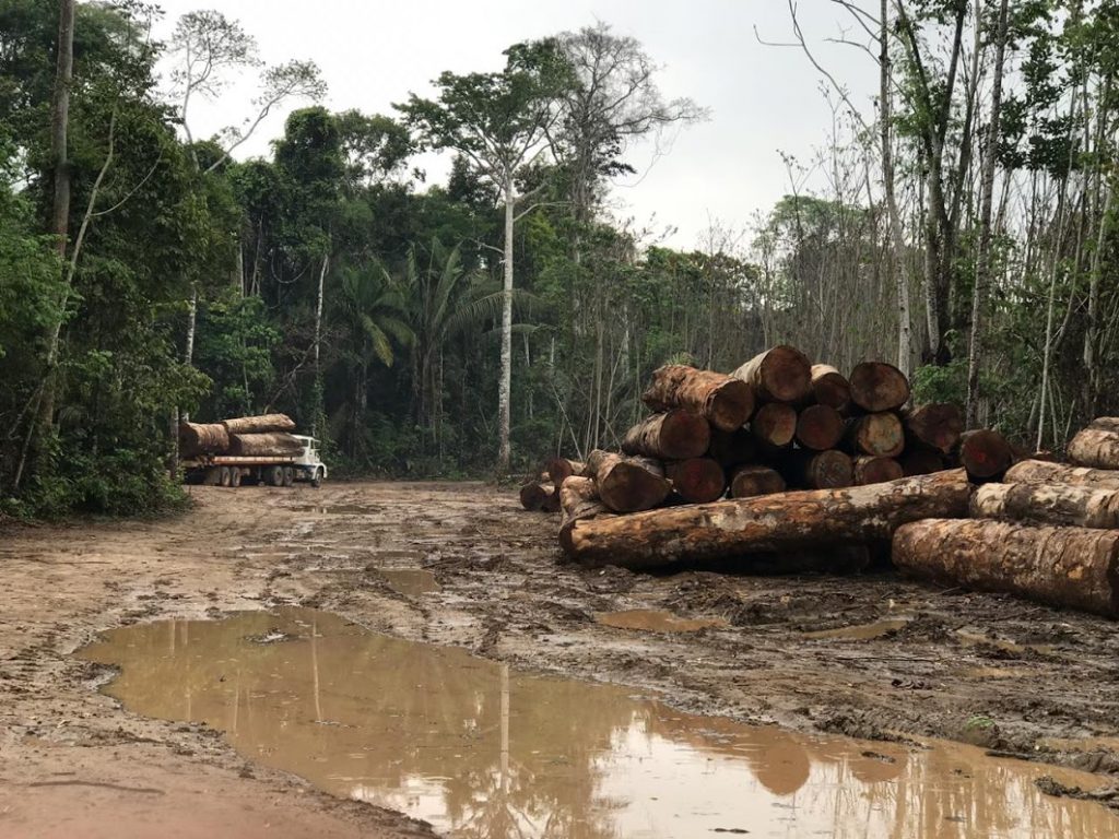 Logs piled logging amazon rainforest peru conservation deforestation