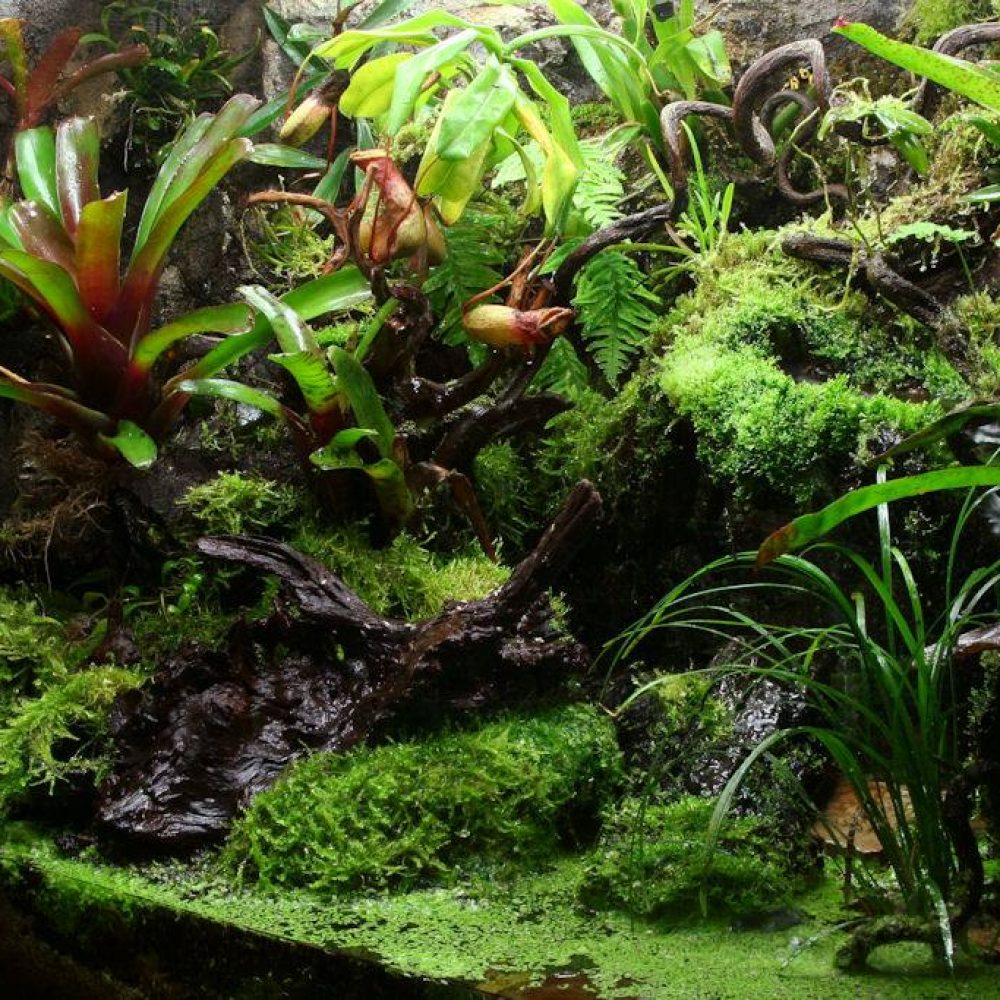 Build a Rainforest Terrarium