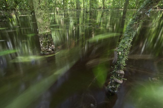 Flooded Forest by Tom Ambrose