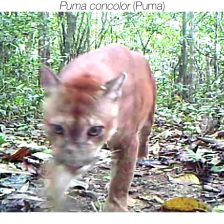 Puma (Puma Concolor)