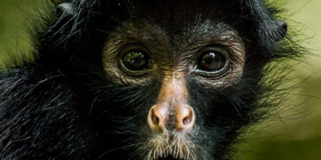 PRIMATE CONSERVATION RESEARCH