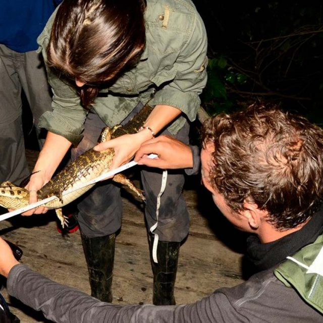 CAIMAN AND HERPETOFAUNA CONSERVATION RESEARCH
